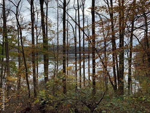 Trees in autumn with a backdrop of cloudy skies and water