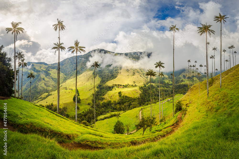 Cocora Valley in Colombia. Home of the world's tallest palm tree, the