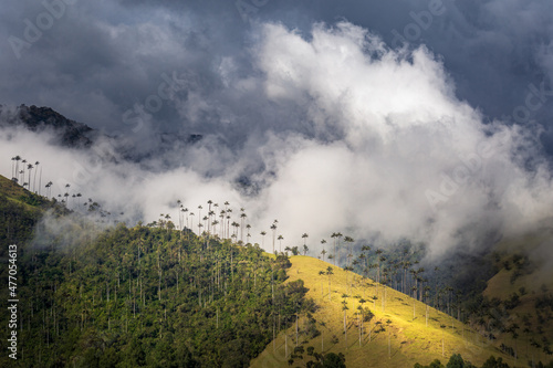 Cocora Valley in Colombia. Hills full of the world's tallest palm tree, the Quindio wax palm. Dramatic light and clouds in the highlands near Salento. photo