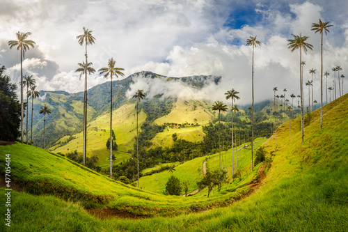 Cocora Valley in Colombia. Home of the world's tallest palm tree, the Quindio wax palm. Beautiful tropical scenery in the highlands near Salento.