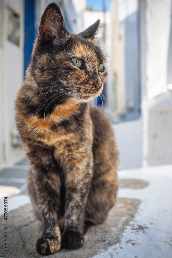 A slightly calico street cat on a greek island