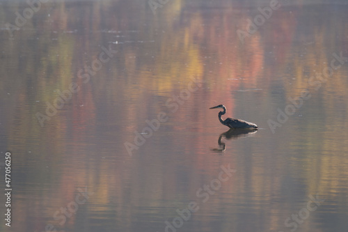 heron in the lake