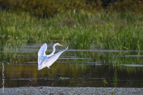 great white egret in flight