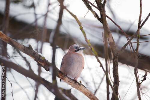 robin on a branch