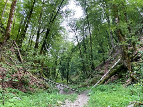 Marked forest trail from the village of Razloge to the karst source of the river Kupa in the region of Gorski kotar - Croatia  Markirana   umska staza od sela Razloge prema kra  kom izvoru rijeke Kupe 