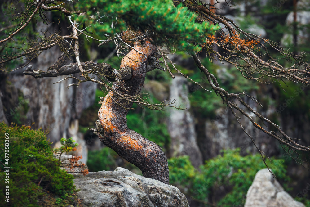 Lonely pine tree growing on the rocks