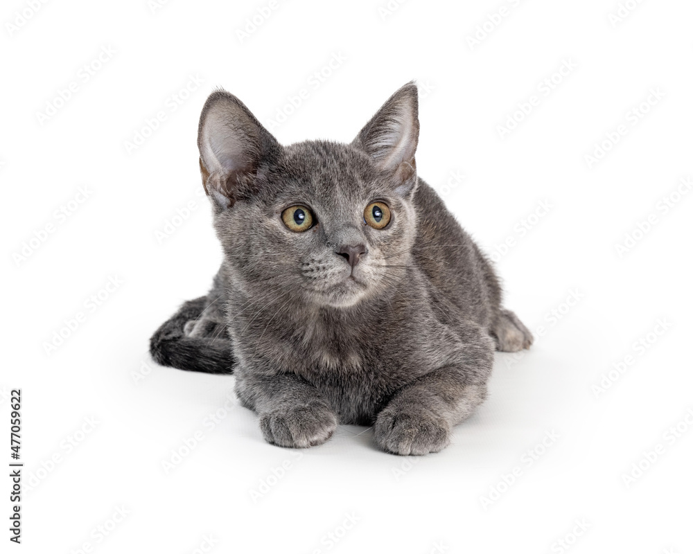 Cute grey kitten with shy expression
