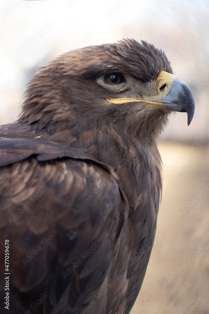 Bird portrait. Eagle on a blurred background. Bird portrait. Eagle on a blurred background.