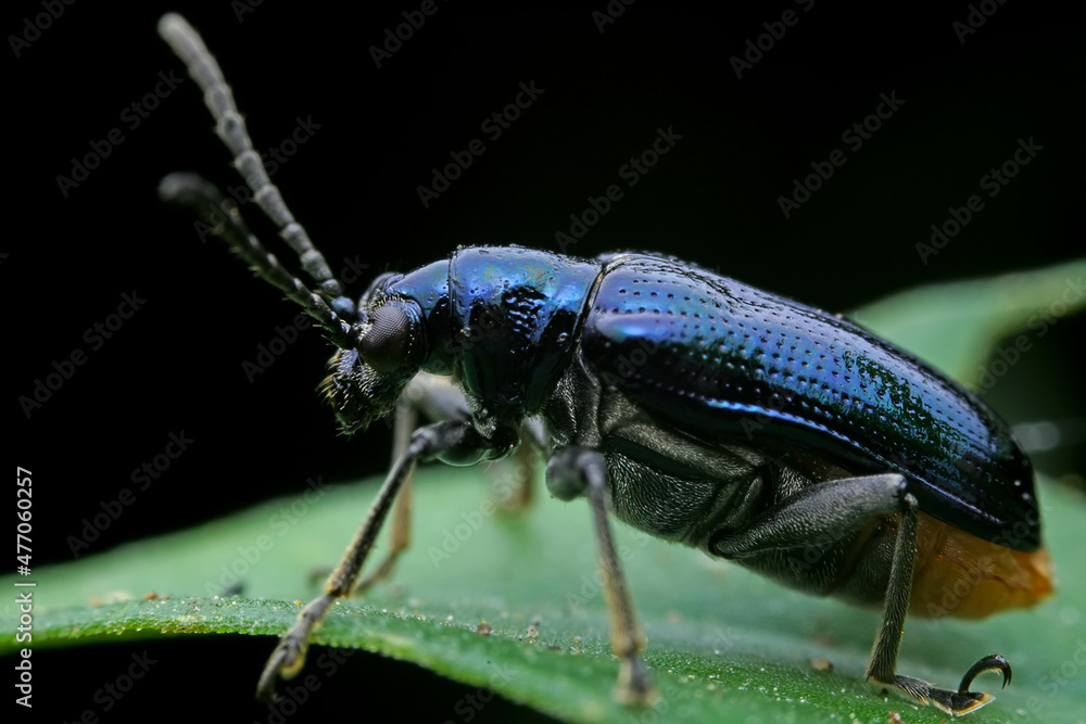 Negative mud beetle, a small beetle in nature, North China Negative mud beetle, a small beetle in nature, North China