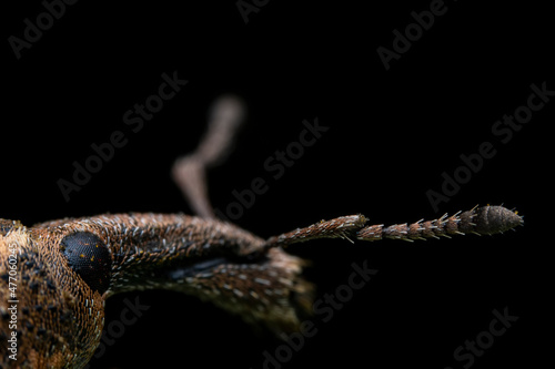 Weevil on wild plants  North China