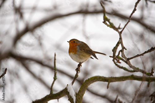 robin on snow