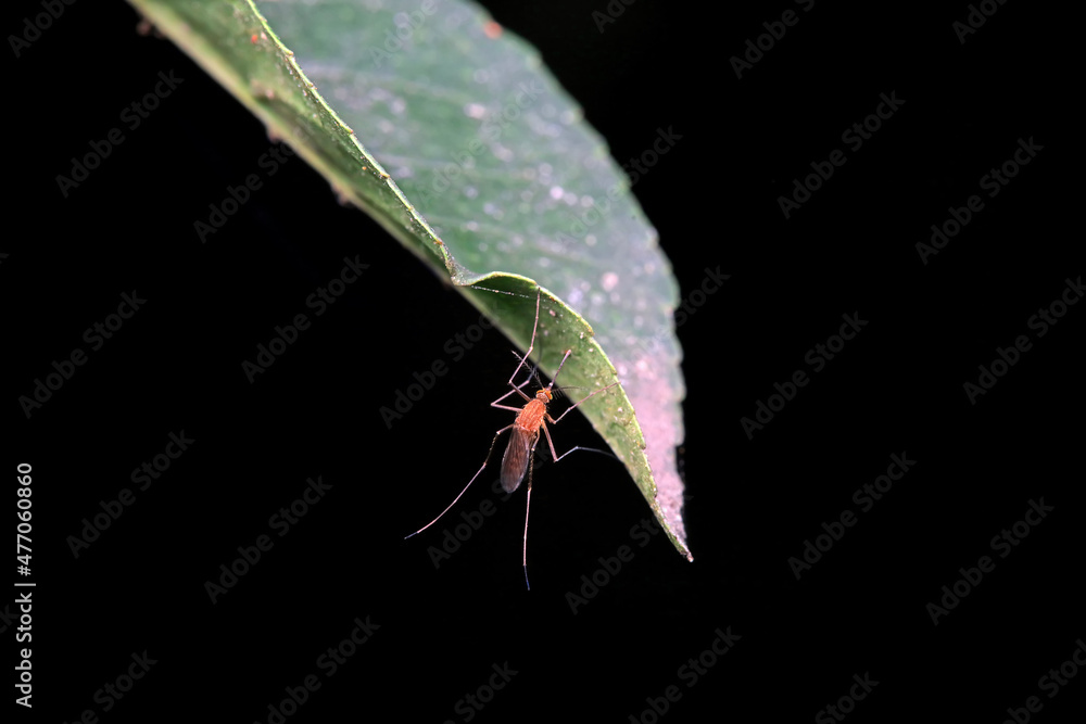 mosquito insect in the wild, North China mosquito insect in the wild, North China