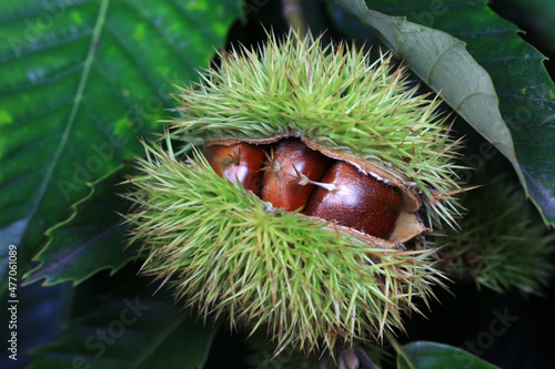 Quadro su tela Chestnut outer thorn bud - Chestnut Peng