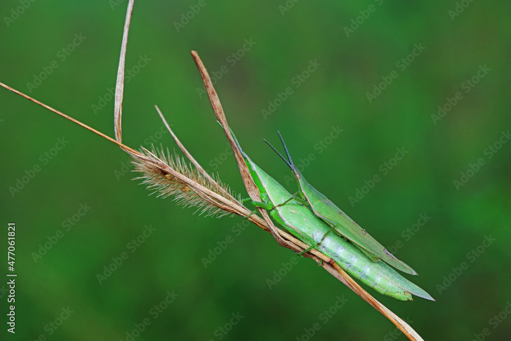 Atractomorpha sinensis in the wild, North China Atractomorpha sinensis in the wild, North China