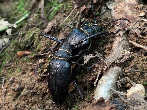 Bilde på lerret The weaver beetle (Lamia textor), The weaver beetle, lamie tisserand in the Risn