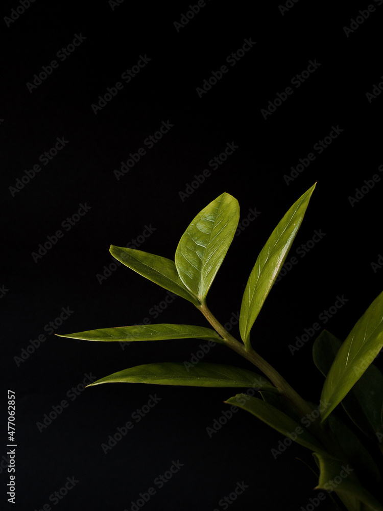 Zamioculcas zamiifolia leaves on black background
Zamioculcas zamiifolia leaves on black background