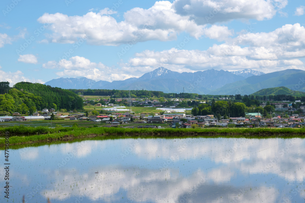 Fototapeta premium 水田に映りこむ羊雲と青空