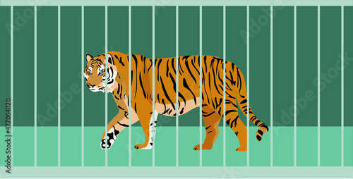 caged tiger pacing - vector illustration