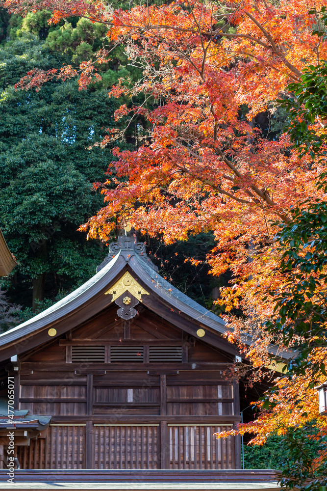 autumn maple tree having orange leaves and wooden small house in koma shinto shrine autumn maple tree having orange leaves and wooden small house in koma shinto shrine