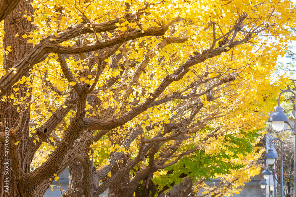 lined-up yellow ginkgo trees on the street of aoyama in tokyo
