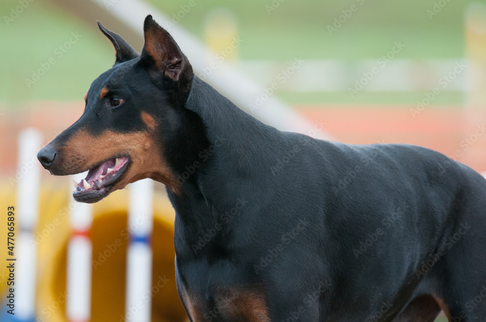 Doberman Pinscher at an agility event