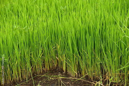 A new rice plant, Oryza sativa, is planted in a paddy field, Indonesia.