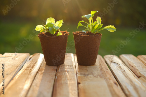 Fototapeta Naklejka Na Ścianę i Meble -   seedlings in peat cups in a garden.Saplings and planting material. seedling cultivation. Growing organic vegetables in the vegetable garden. Farming and growing greenery 