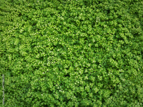 Full Frame Background of Green Plants with Tiny Leaves