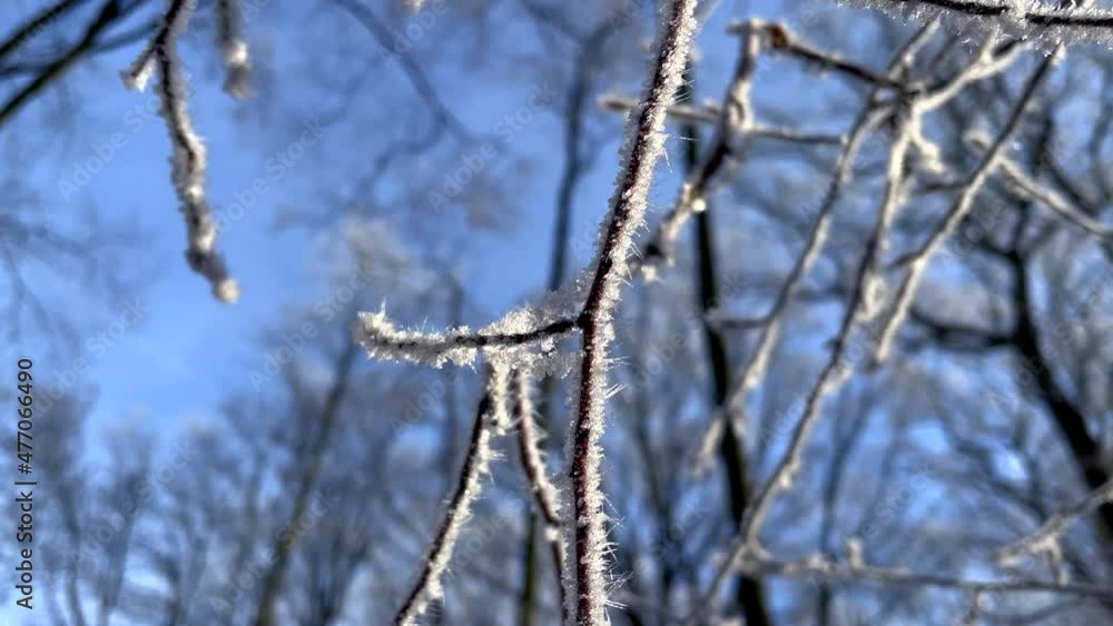 Macro close up of frozen iced branches of tree against blue sky during sunny day in winter Macro close up of frozen iced branches of tree against blue sky during sunny day in winter