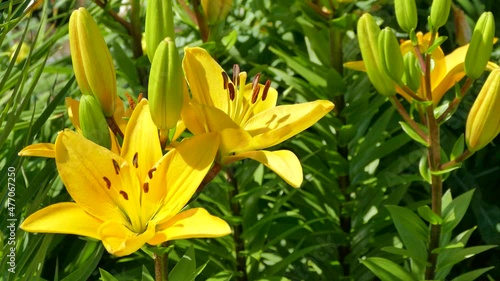 Lilium bulbiferum - yellow lily flowers in summer garden, video footage photo