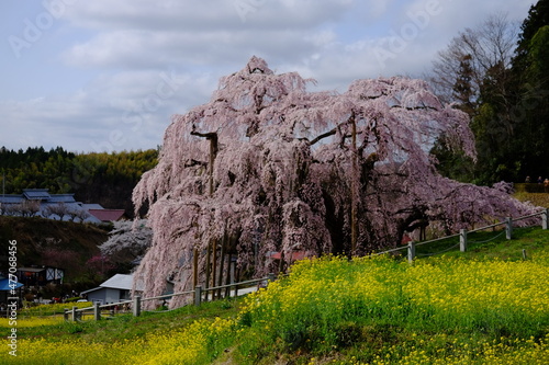 三春の滝桜