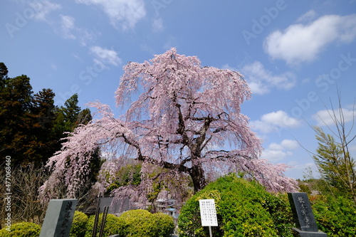 桜と青空