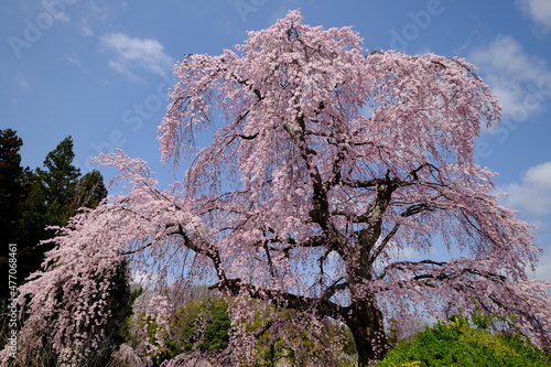 桜と青空
