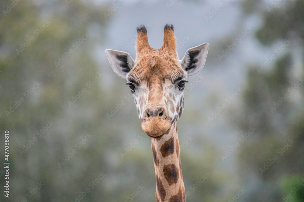 Rothschild giraffe on a drizzly  morning