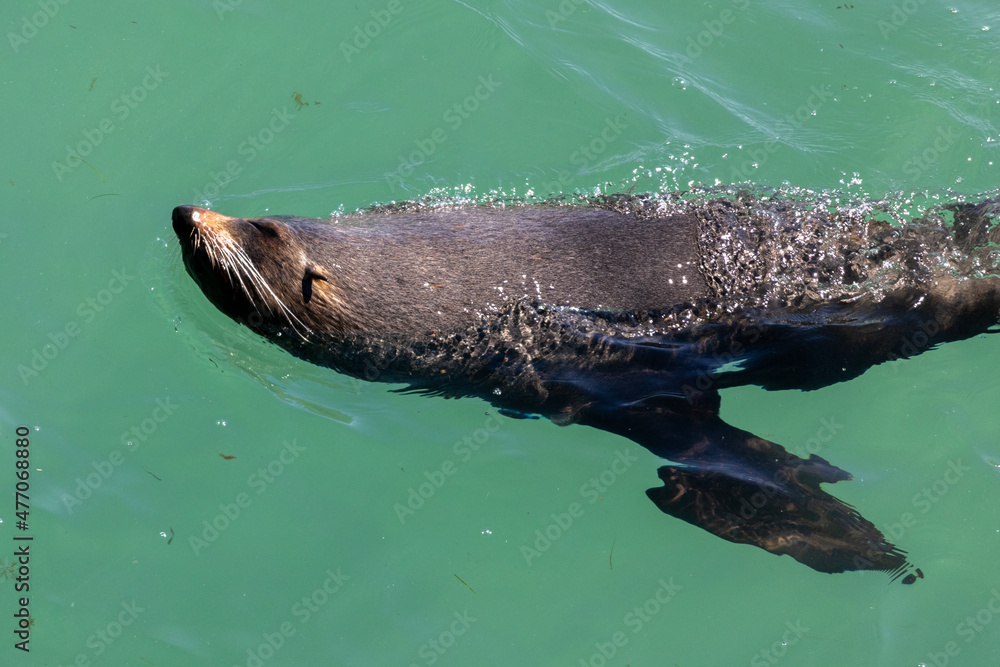New Zealand Fur Seal