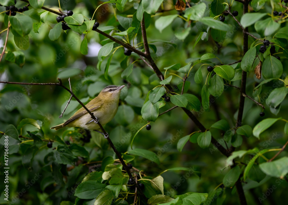 Red-Eyed Vireo Red-Eyed Vireo