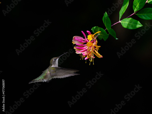 Female Ruby-throated Hummingbird Drinking Nectar from Red  Orange Flower on Black Background photo