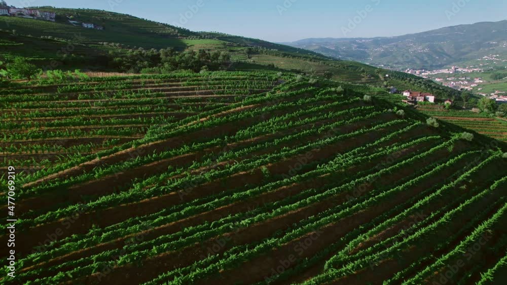 Wine growing and Vineyards in Peso da Régua and Pinhão, Douro Valley, Portugal. Beautiful sunrise over the massive landscapes of green cultivation of vines a World Heritage Site in 4K. Wine growing and Vineyards in Peso da Régua and Pinhão, Douro Valley, Portugal. Beautiful sunrise over the massive landscapes of green cultivation of vines a World Heritage Site in 4K.