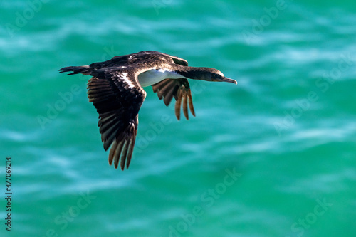 Otago Shag Endemic to New Zealand