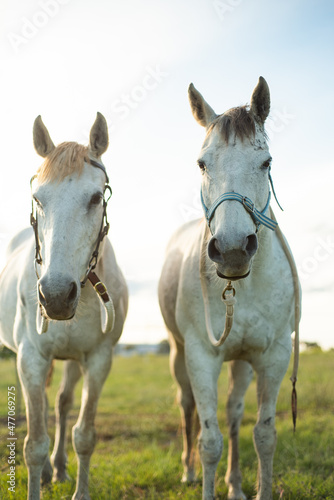 two grey horses