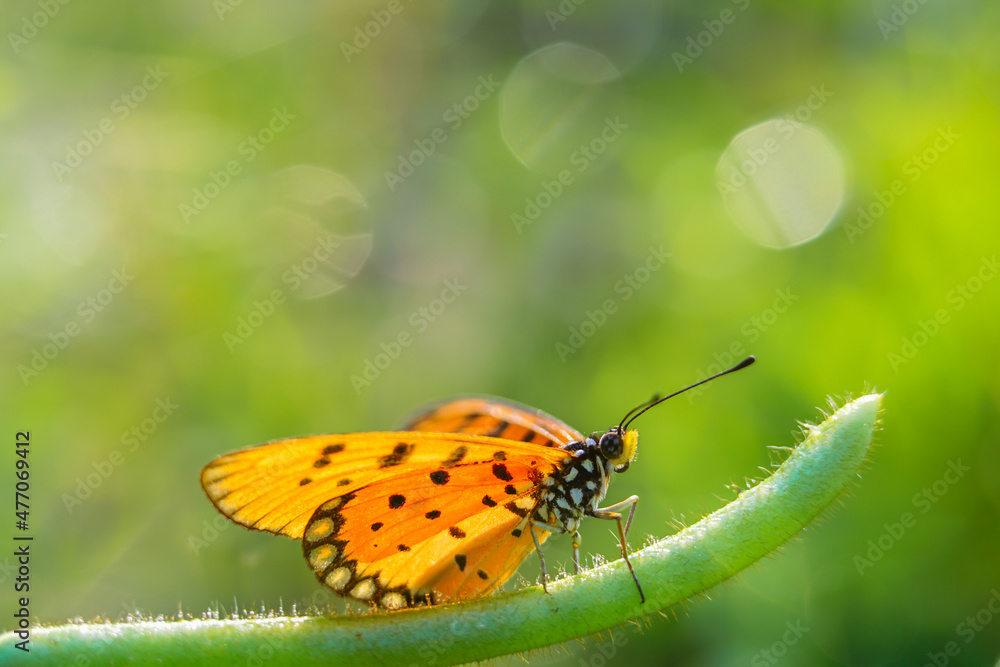 Obraz premium beautiful yellow butterfly, yellow butterfly with bokeh background for text