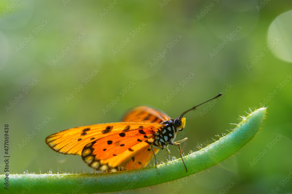 Fototapeta premium beautiful yellow butterfly, yellow butterfly with bokeh background for text