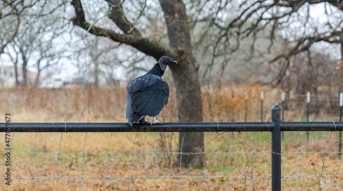 Vulture sitting