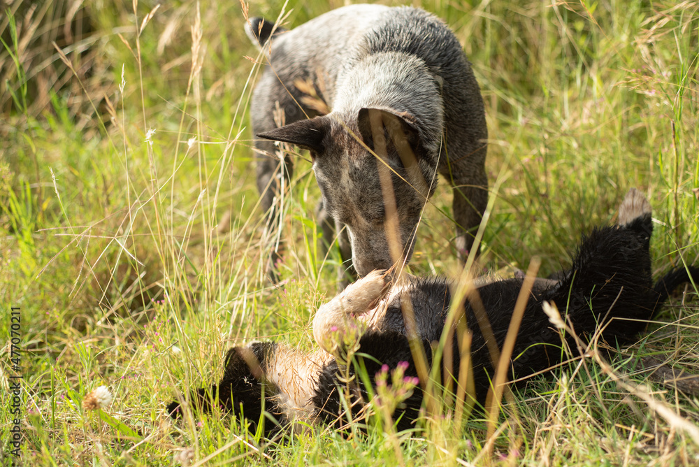 Obraz premium dog in the grass