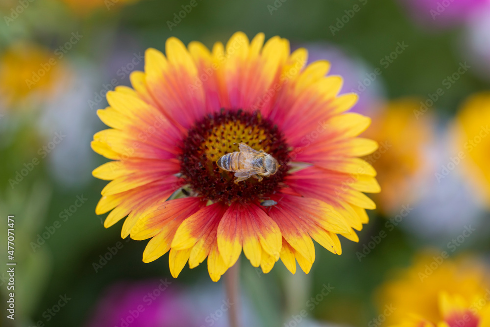 Bee Attraction Bee Attraction