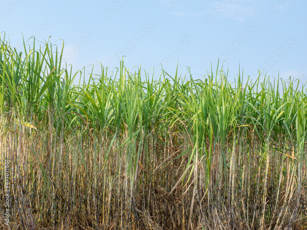 Fototapeta premium Sugarcane plantations,the agriculture tropical plant in Thailand