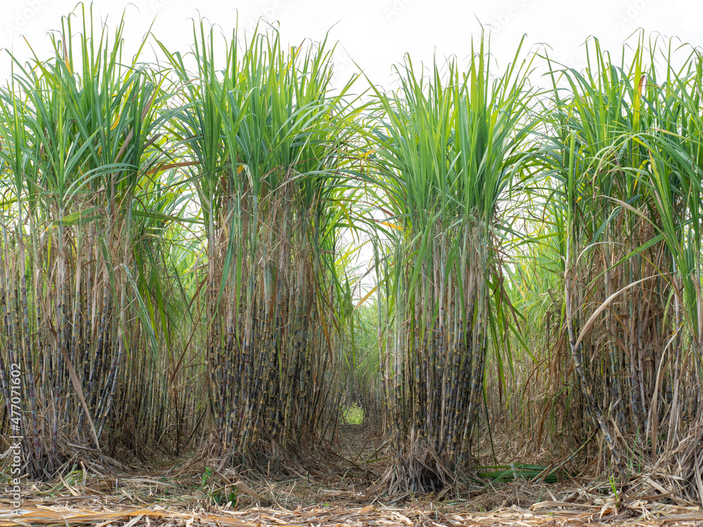 Sugarcane plantations,the agriculture tropical plant in Thailand Sugarcane plantations,the agriculture tropical plant in Thailand