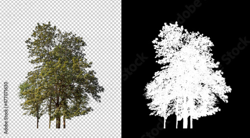Trees isolated on white background with clipping path and alpha channel