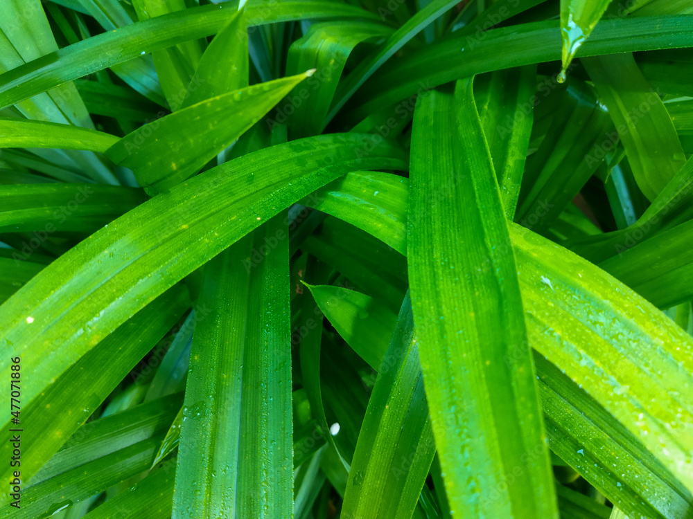 Fototapeta premium close up - beautiful green leaves in the morning