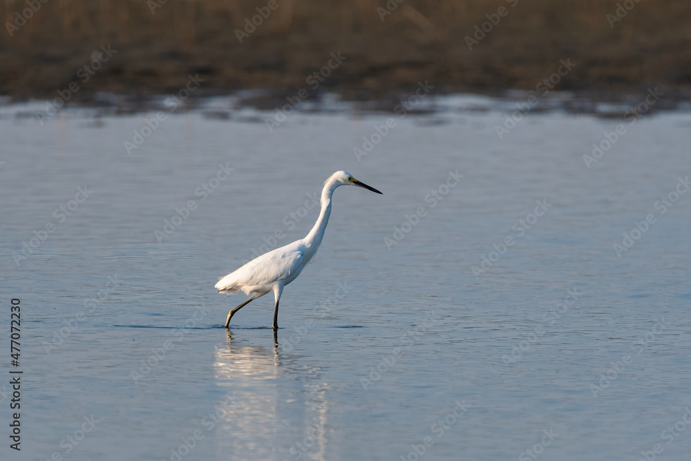 Snowy Egret wading in a lake while hunting for food Snowy Egret wading in a lake while hunting for food